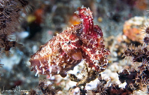 Cuttlefish/Photographe with a 60 mm macro lens at Lembeh,... by Laurie Slawson 